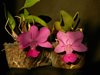 Cattleya walkeriana ('Cambara' x 'Bertona') 
